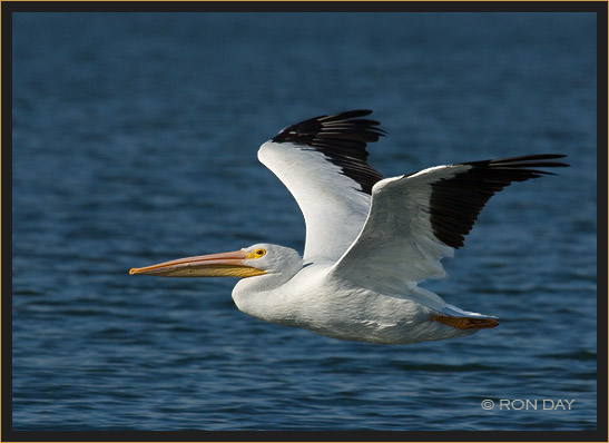 White Pelican, (Pelecanus erythrorhynchos), Flying